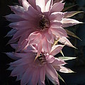 Cactus Flowers in Pink