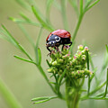 Miss Bug Dines on Cilantro